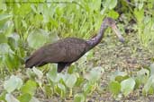 Limpkin, Pantanal, Mato Grosso, Brazil, Deecember 2006 - click for larger image