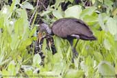 Limpkin, Pantanal, Mato Grosso, Brazil, Deecember 2006 - click for larger image