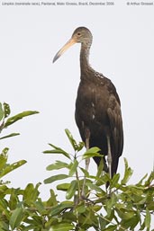 Limpkin, Pantanal, Mato Grosso, Brazil, Deecember 2006 - click for larger image