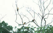 Jandaya Parakeet, Goiás, Brazil, February 2002 - click for larger image