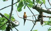 Jandaya Parakeet, Goiás, Brazil, February 2002 - click for larger image