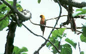 Jandaya Parakeet, Goiás, Brazil, February 2002 - click for larger image