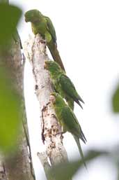 White-eyed Parakeet, Biritiba-Mirim, São Paulo, Brazil, October 2005 - click for larger image