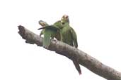 White-eyed Parakeet, Biritiba-Mirim, São Paulo, Brazil, October 2005 - click for larger image