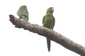 White-eyed Parakeet, Biritiba-Mirim, São Paulo, Brazil, October 2005 - click for larger image