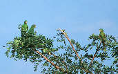 White-eyed Parakeet, Minas Gerais, Brazil, April 2001 - click for larger image