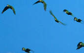 White-eyed Parakeet, Minas Gerais, Brazil, April 2001 - click for larger image