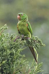 White-eyed Parakeet, Teresópolis, Rio de Janeiro, Brazil, November 2008 - click for larger image