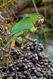 White-eyed Parakeet, Teresópolis, Rio de Janeiro, Brazil, November 2008 - click for larger image