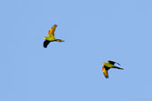 White-eyed Parakeet, Aguas de São Pedro, São Paulo, Brazil, November 2008 - click for larger image