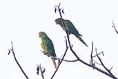 White-eyed Parakeet, Cordillera Escalera, San Martin, September 2018 - click for larger image