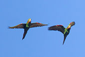 White-eyed Parakeet, Shapaja Road, San Martin, October 2018 - click for larger image