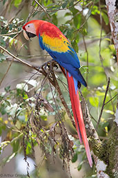 Scarlet Macaw, Copan Ruinas, Honduras, March 2015 - click for larger image