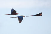 Scarlet Macaw, Cristalino, Mato Grosso, Brazil, April 2003 - click for larger image