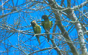 Brown-throated Parakeet, Boa Vista, Roraima, Brazil, July 2001 - click for larger image