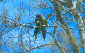 Brown-throated Parakeet, Boa Vista, Roraima, Brazil, July 2001 - click for larger image