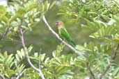 Brown-throated Parakeet, Thaimaçu, Pará, Brazil, April 2003 - click for larger image