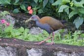 Slaty-breasted Wood-rail, Itatiaia, Rio de Janeiro, Brazil, November 2008 - click for larger image