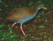 Slaty-breasted Wood-rail, Paraná, Brazil, July 2001 - click for larger image