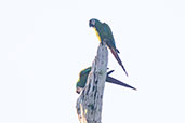 Chestnut-fronted Macaw, Wildsumaco, Napo, Ecuador, November 2019 - click on image for larger view