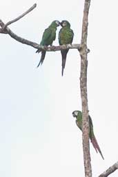 Chestnut-fronted Macaw, Guajar&aacute;-Mirim, Rond&ocirc;nia, Brazil, March 2003 - click on image for larger view
