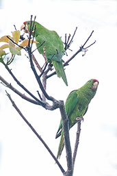 Scarlet-fronted Parakeet, Sierra Nevada de Santa Marta, Magdalena, Colombia, April 2012 - click for larger image