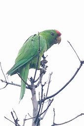 Scarlet-fronted Parakeet, Sierra Nevada de Santa Marta, Magdalena, Colombia, April 2012 - click for larger image