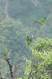 Scarlet-fronted Parakeet, Sierra Nevada de Santa Marta, Magdalena, Colombia, April 2012 - click for larger image