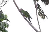 Dusky-headed Parakeet, Humaitá, Amazonas, Brazil, March 2003 - click for larger image