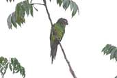Dusky-headed Parakeet, Humaitá, Amazonas, Brazil, March 2003 - click for larger image