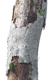 Dusky-headed Parakeet, Guajara-Mirim, Rondônia, Brazil, March 2003 - click for larger image