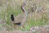 Giant Wood-rail, Rio Grande do Sul, Brazil, August 2004 - click for larger image