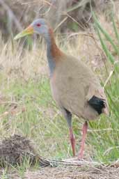 Giant Wood-rail, Rio Grande do Sul, Brazil, August 2004 - click for larger image