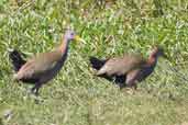 Giant Wood-rail, Rio Grande do Sul, Brazil, August 2004 - click for larger image