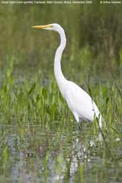 Great Egret, Pantanal, Mato Grosso, Brazil, December 2006 - click on image for a larger view