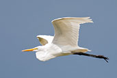 Great Egret, Guasco, Cundinamarca, Colombia, April 2012 - click on image for a larger view