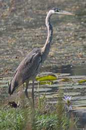 Immature Cocoi Heron, Aguas de São Pedro, São Paulo, Brazil, August 2004 - click on image for a larger view