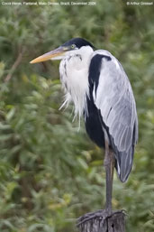 White-necked Heron, Pantanal, Mato Grosso, Brazil, December 2006 - click on image for a larger view