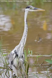 White-necked Heron, Pantanal, Mato Grosso, Brazil, December 2006 - click on image for a larger view