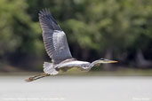 White-necked Heron, Pantanal, Mato Grosso, Brazil, December 2006 - click on image for a larger view