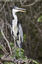 White-necked Heron, Pantanal, Mato Grosso, Brazil, December 2006 - click on image for a larger view