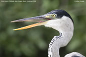 White-necked Heron, Pantanal, Mato Grosso, Brazil, December 2006 - click on image for a larger view