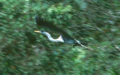White-necked Heron, Ilha S&atilde;o Jos&eacute;, Roraima, July 2001 - click on image for a larger view