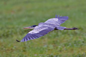 White-necked Heron, Aguas de São Pedro, São Paulo, Brazil, November 2008 - click on image for a larger view