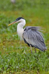 White-necked Heron, Aguas de São Pedro, São Paulo, Brazil, November 2008 - click on image for a larger view