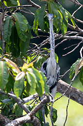 White-necked Heron, Sani Lodge, Sucumbios, Ecuador, November 2019 - click on image for a larger view