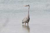 Great Blue Heron, Cayo Coco, Cuba, February 2005 - click on image for a larger view
