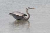 Great Blue Heron, Cayo Coco, Cuba, February 2005 - click on image for a larger view