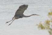 Great Blue Heron, Cayo Coco, Cuba, February 2005 - click on image for a larger view