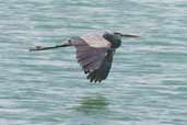 Great Blue Heron, Cayo Coco, Cuba, February 2005 - click on image for a larger view